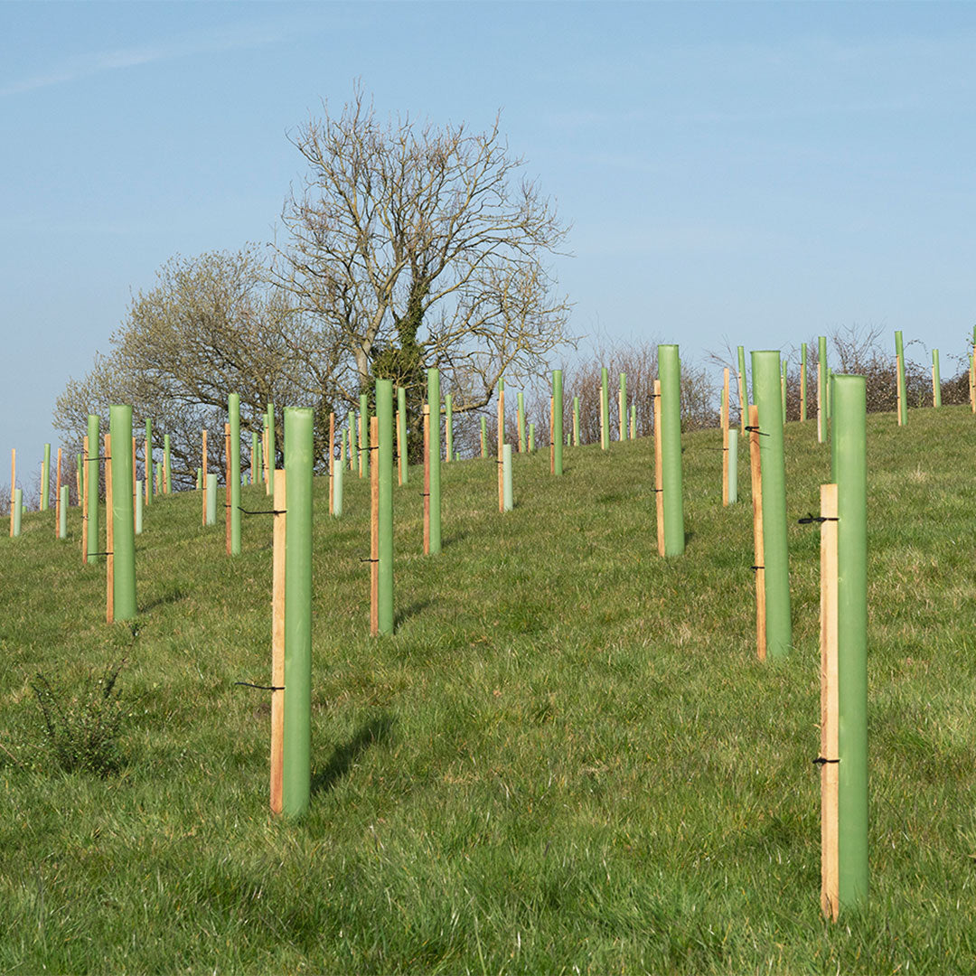 Earth Day 2023: planting our woodland